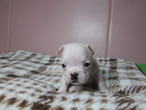 フレンチ・ブルドッグのサムネイル画像3