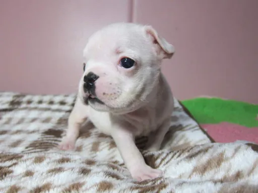 フレンチ・ブルドッグのサムネイル画像4