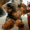 ヨークシャーテリア
「いたずら」