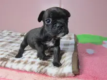 フレンチ・ブルドッグ
