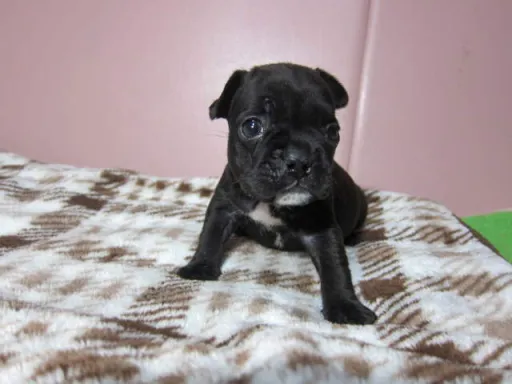 フレンチ・ブルドッグのサムネイル画像2