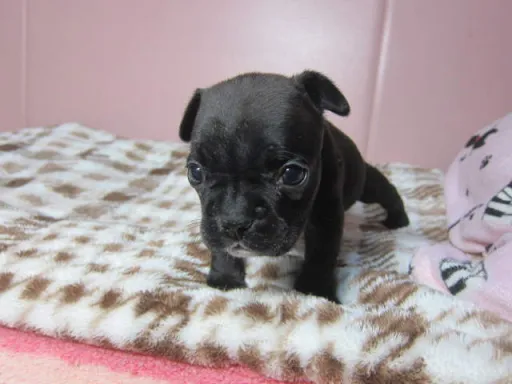 フレンチ・ブルドッグのサムネイル画像3