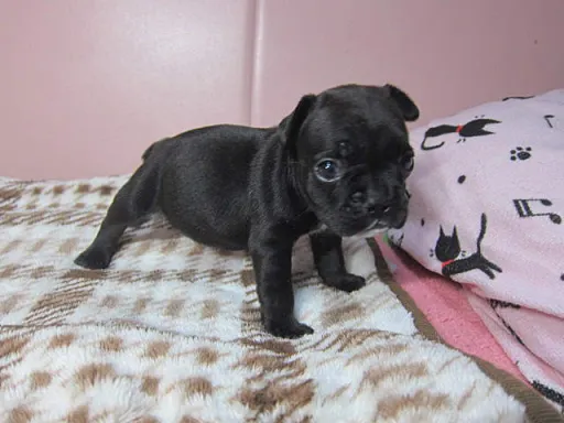 フレンチ・ブルドッグのサムネイル画像4