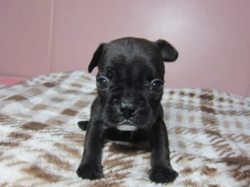 フレンチ・ブルドッグのサムネイル画像5