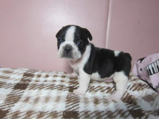 フレンチ・ブルドッグのサムネイル画像1