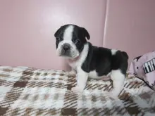 フレンチ・ブルドッグ