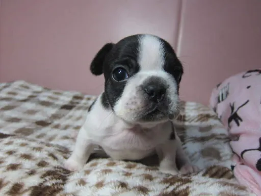 フレンチ・ブルドッグのサムネイル画像3