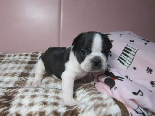 フレンチ・ブルドッグのサムネイル画像4