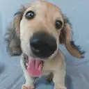 Mダックス3
MINIATURE DACHSHUND3