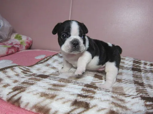 フレンチ・ブルドッグのサムネイル画像5