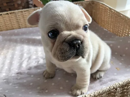 フレンチ・ブルドッグのサムネイル画像1