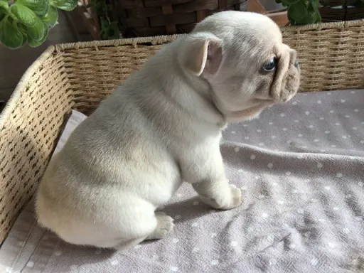 フレンチ・ブルドッグのサムネイル画像3