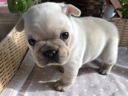 フレンチ・ブルドッグのサムネイル画像4