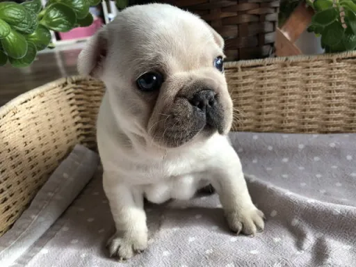 フレンチ・ブルドッグのサムネイル画像5