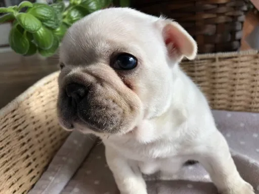 フレンチ・ブルドッグのサムネイル画像6