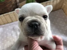 フレンチ・ブルドッグ