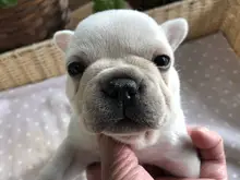 フレンチ・ブルドッグ