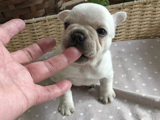 フレンチ・ブルドッグのサムネイル画像2