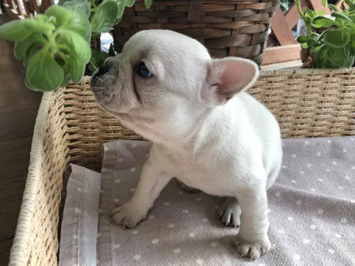 フレンチ・ブルドッグのサムネイル画像3