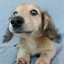 Mダックス2
MINIATURE DACHSHUND2