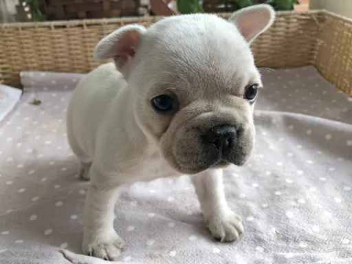 フレンチ・ブルドッグのサムネイル画像5