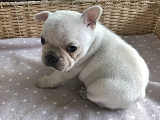 フレンチ・ブルドッグのサムネイル画像6