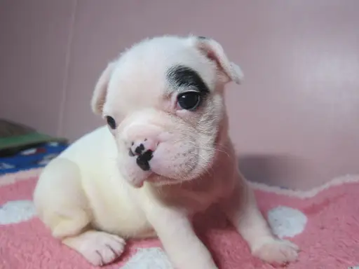 フレンチ・ブルドッグの子犬販売