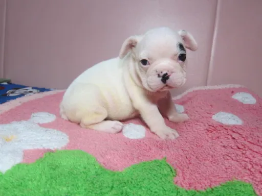 フレンチ・ブルドッグのサムネイル画像4