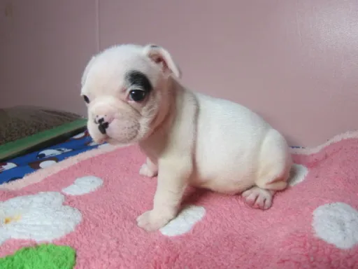 フレンチ・ブルドッグのサムネイル画像5