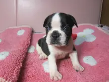 フレンチ・ブルドッグ