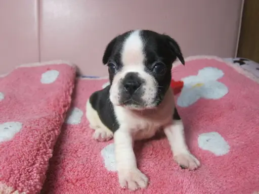 フレンチ・ブルドッグの子犬販売