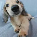 Mダックス1
MINIATURE DACHSHUND1