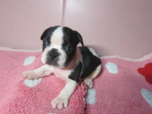 フレンチ・ブルドッグのサムネイル画像3