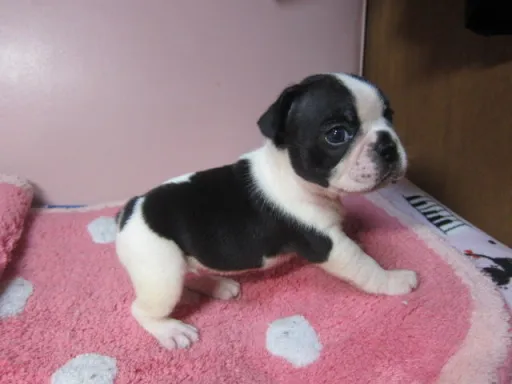 フレンチ・ブルドッグのサムネイル画像4