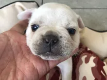 フレンチ・ブルドッグ