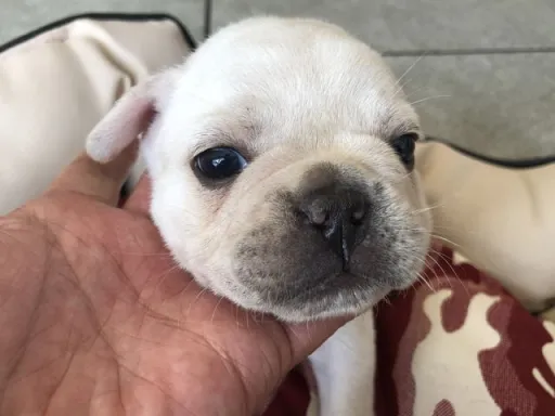 フレンチ・ブルドッグのサムネイル画像2