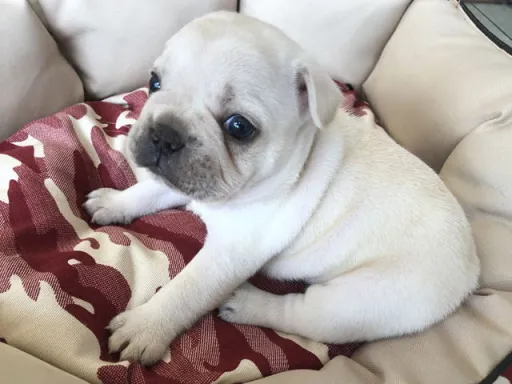 フレンチ・ブルドッグのサムネイル画像3