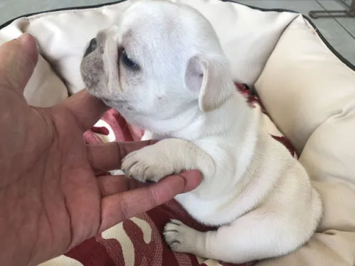 フレンチ・ブルドッグのサムネイル画像4