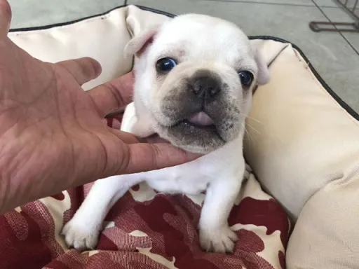 フレンチ・ブルドッグのサムネイル画像5