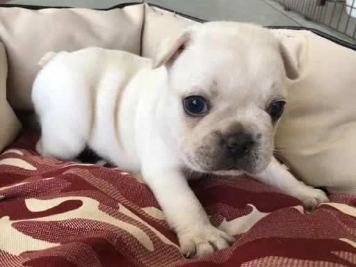 フレンチ・ブルドッグのサムネイル画像6