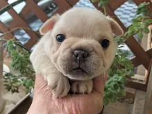 フレンチ・ブルドッグ