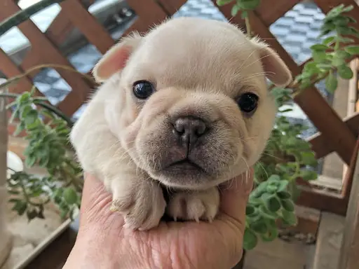 フレンチ・ブルドッグの子犬販売