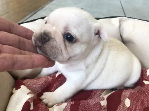 フレンチ・ブルドッグのサムネイル画像2