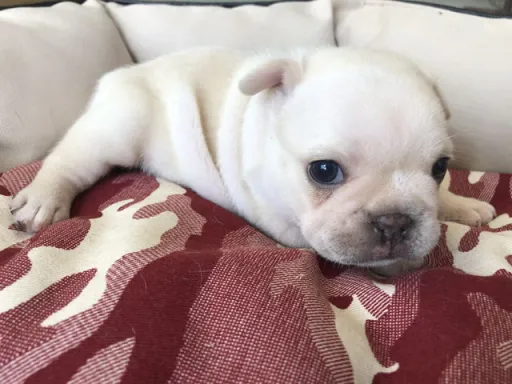 フレンチ・ブルドッグのサムネイル画像3