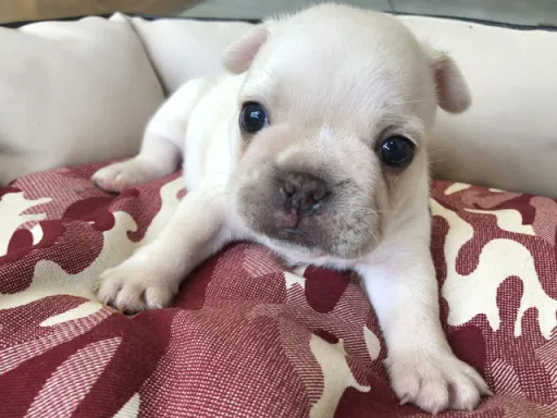 フレンチ・ブルドッグのサムネイル画像4