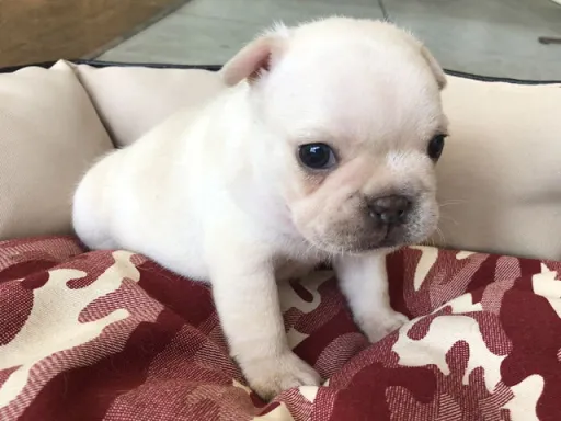 フレンチ・ブルドッグのサムネイル画像5