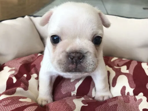 フレンチ・ブルドッグのサムネイル画像6