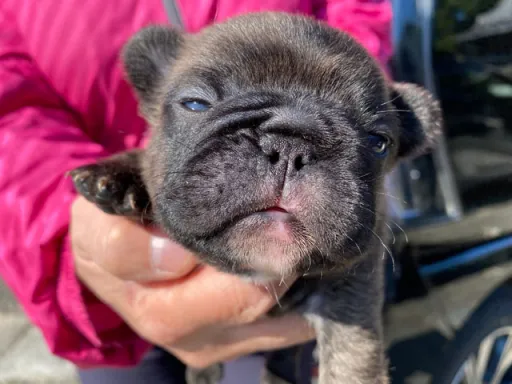 フレンチ・ブルドッグの子犬販売