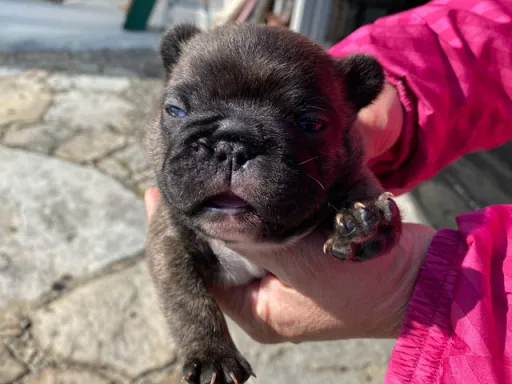 フレンチ・ブルドッグの子犬販売