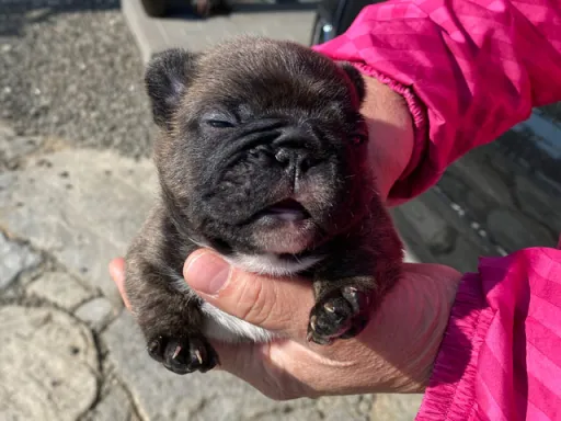 フレンチ・ブルドッグの子犬販売